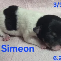 Simeon , a female Teddy Roosevelt Terrier for sale in Wetumpka, AL – Photo 1 of 4