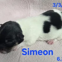 Simeon , a female Teddy Roosevelt Terrier for sale in Wetumpka, AL – Photo 3 of 4