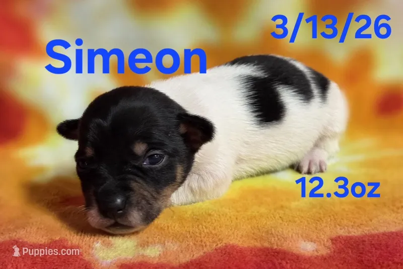 Simeon  – Teddy Roosevelt Terrier puppy for sale in Wetumpka, AL