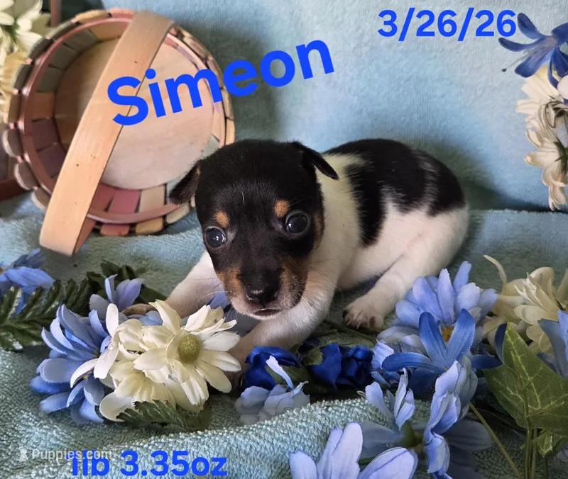 Simeon  – Teddy Roosevelt Terrier puppy for sale in Wetumpka, AL