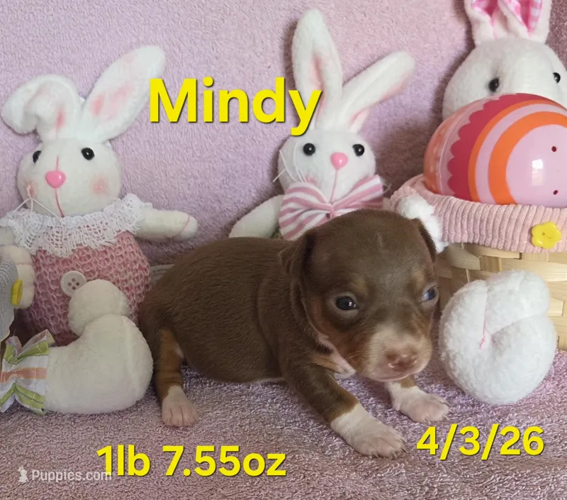 Mindy – Teddy Roosevelt Terrier puppy for sale in Wetumpka, AL