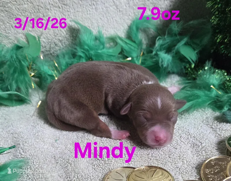 Mindy – Teddy Roosevelt Terrier puppy for sale in Wetumpka, AL