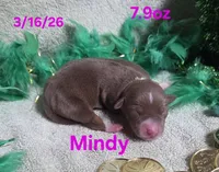 Mindy, a female Teddy Roosevelt Terrier for sale in Wetumpka, AL – Photo 1 of 2