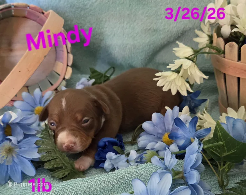 Mindy – Teddy Roosevelt Terrier puppy for sale in Wetumpka, AL