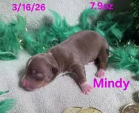 Mindy, a female Teddy Roosevelt Terrier for sale in Wetumpka, AL – Photo 2 of 2