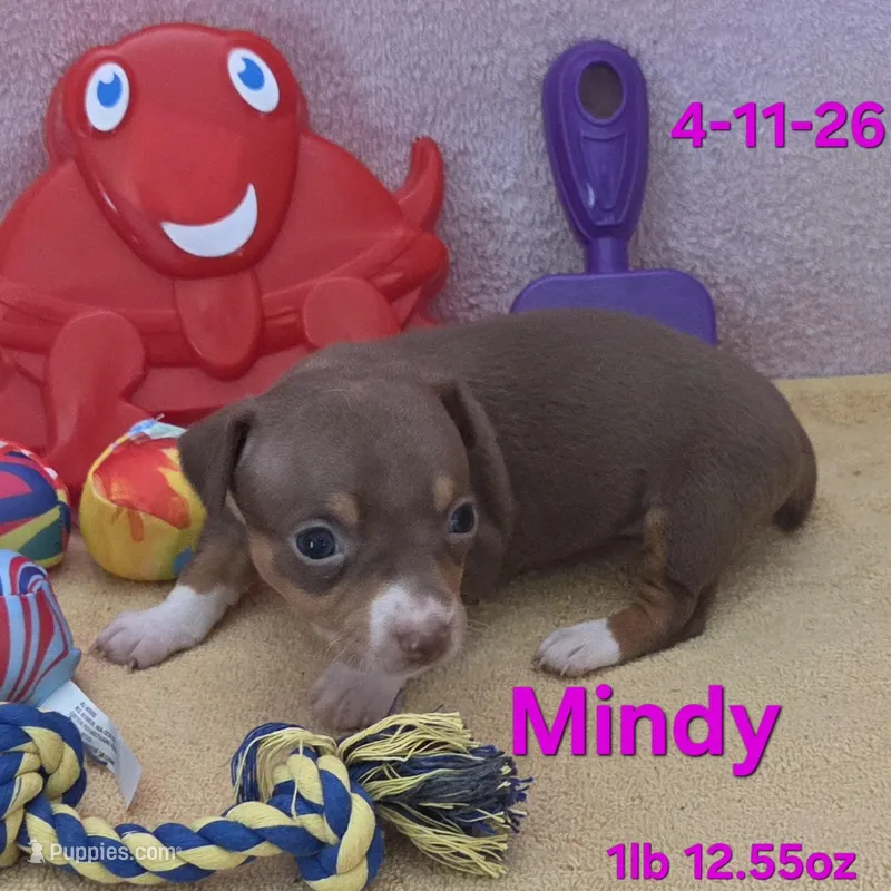 Mindy – Teddy Roosevelt Terrier puppy for sale in Wetumpka, AL