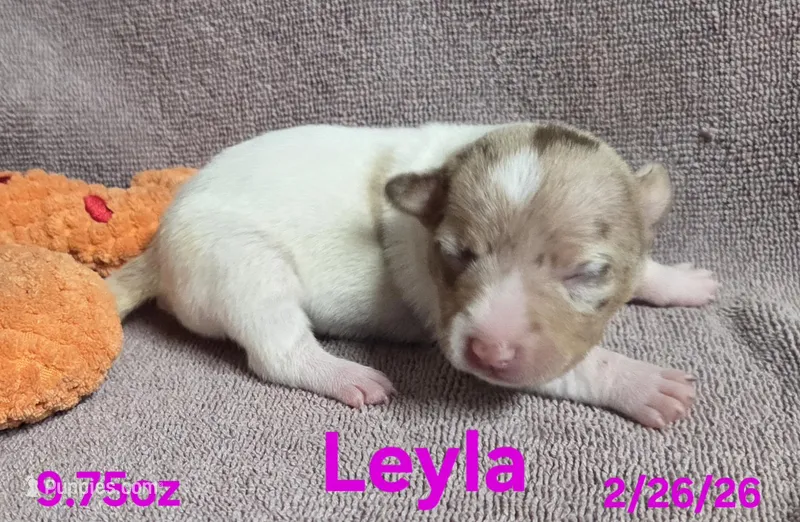 Leyla 