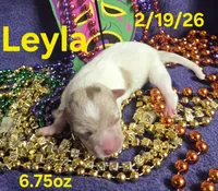 Leyla , a female Teddy Roosevelt Terrier for sale in Wetumpka, AL – Photo 2 of 4