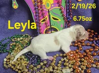 Leyla , a female Teddy Roosevelt Terrier for sale in Wetumpka, AL – Photo 4 of 4