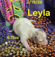 Leyla , a female Teddy Roosevelt Terrier for sale in Wetumpka, AL – Photo 1 of 4