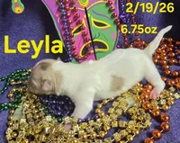 Leyla , a female Teddy Roosevelt Terrier for sale in Wetumpka, AL – Photo 3 of 4