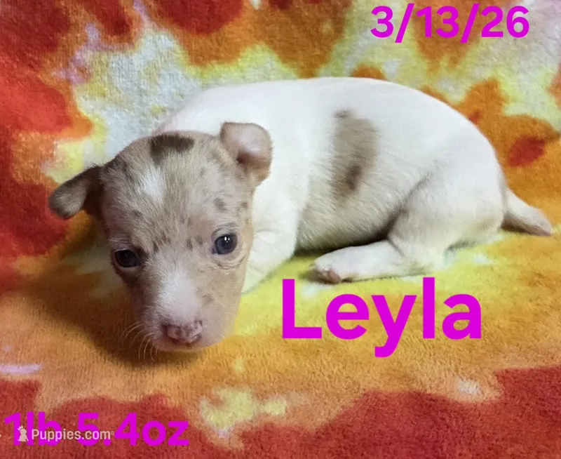 Leyla  – Teddy Roosevelt Terrier puppy for sale in Wetumpka, AL