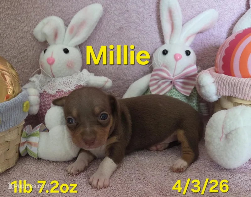 Millie  – Teddy Roosevelt Terrier puppy for sale in Wetumpka, AL