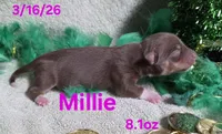 Millie , a female Teddy Roosevelt Terrier for sale in Wetumpka, AL – Photo 2 of 2