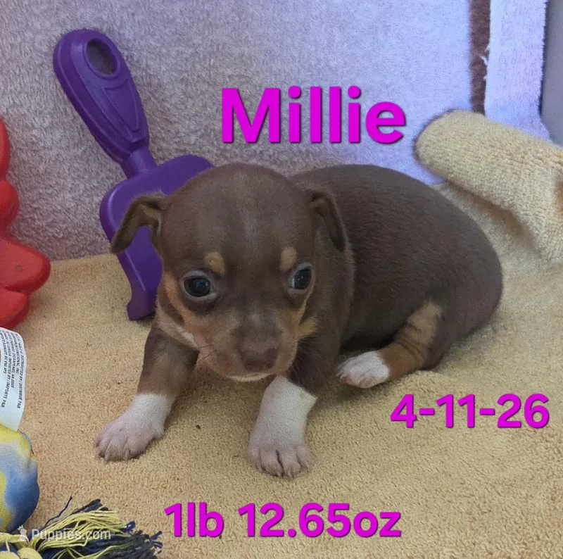 Millie  – Teddy Roosevelt Terrier puppy for sale in Wetumpka, AL