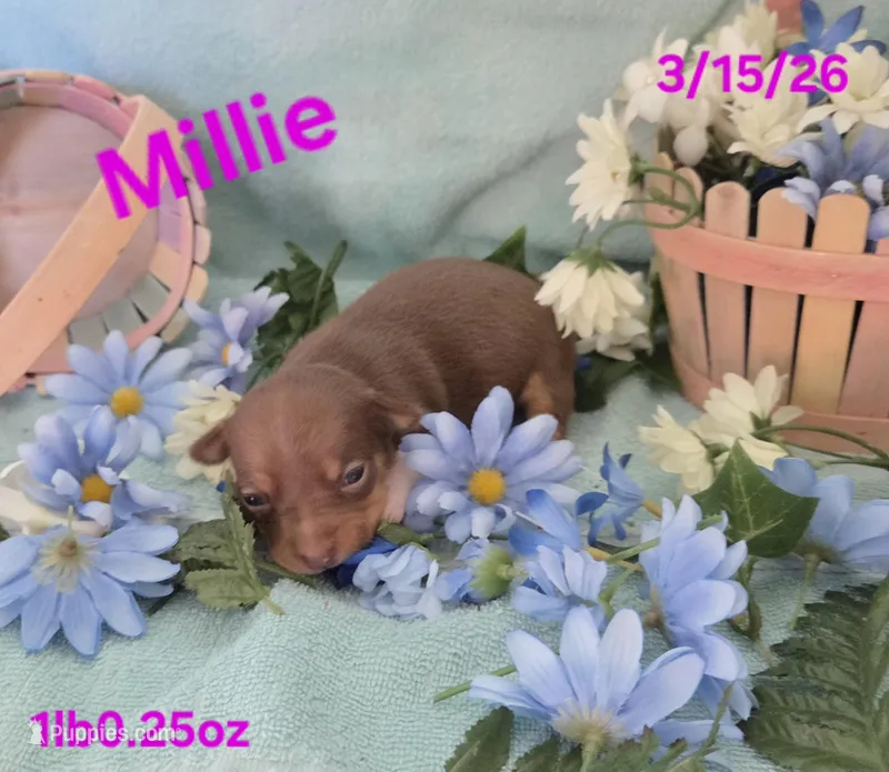 Millie  – Teddy Roosevelt Terrier puppy for sale in Wetumpka, AL