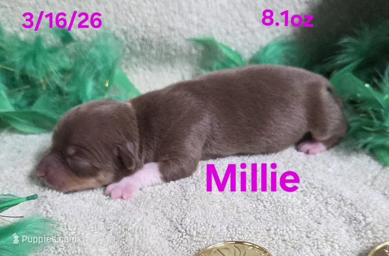 Millie  – Teddy Roosevelt Terrier puppy for sale in Wetumpka, AL