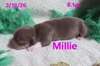 Millie , a female Teddy Roosevelt Terrier for sale in Wetumpka, AL – Photo 1 of 2