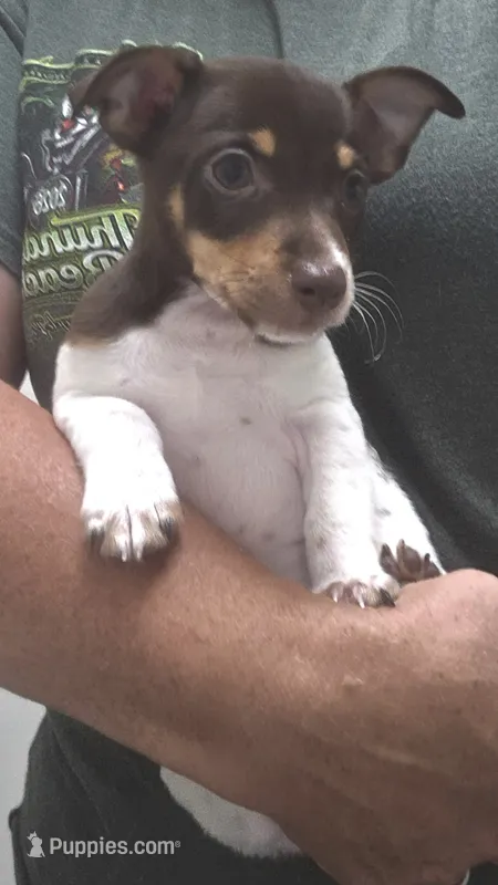 Sully – Teddy Roosevelt Terrier puppy for sale in Wetumpka, AL