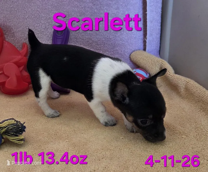 Scarlett  – Teddy Roosevelt Terrier puppy for sale in Wetumpka, AL