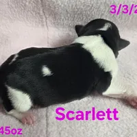 Scarlett , a female Teddy Roosevelt Terrier for sale in Wetumpka, AL – Photo 1 of 4