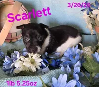 Scarlett , a female Teddy Roosevelt Terrier for sale in Wetumpka, AL – Photo 5 of 7