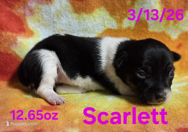 Scarlett  – Teddy Roosevelt Terrier puppy for sale in Wetumpka, AL