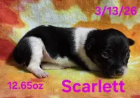 Scarlett , a female Teddy Roosevelt Terrier for sale in Wetumpka, AL – Photo 6 of 7