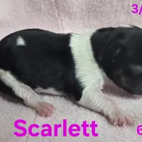 Scarlett , a female Teddy Roosevelt Terrier for sale in Wetumpka, AL – Photo 3 of 4