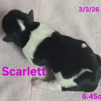 Scarlett , a female Teddy Roosevelt Terrier for sale in Wetumpka, AL – Photo 4 of 4