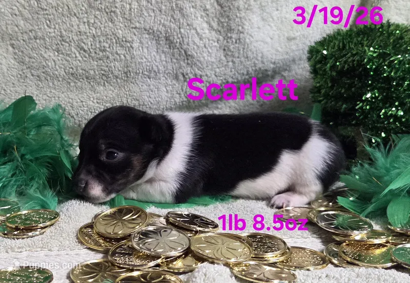 Scarlett  – Teddy Roosevelt Terrier puppy for sale in Wetumpka, AL