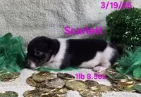 Scarlett , a female Teddy Roosevelt Terrier for sale in Wetumpka, AL – Photo 3 of 7