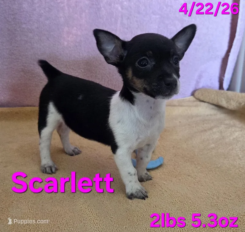 Scarlett  – Teddy Roosevelt Terrier puppy for sale in Wetumpka, AL