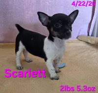 Scarlett , a female Teddy Roosevelt Terrier for sale in Wetumpka, AL – Photo 1 of 7