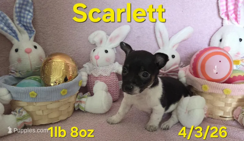 Scarlett  – Teddy Roosevelt Terrier puppy for sale in Wetumpka, AL