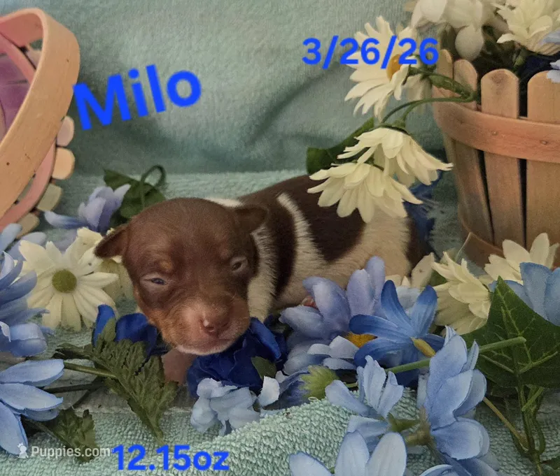 Milo – Teddy Roosevelt Terrier puppy for sale in Wetumpka, AL