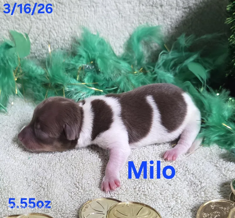Milo – Teddy Roosevelt Terrier puppy for sale in Wetumpka, AL