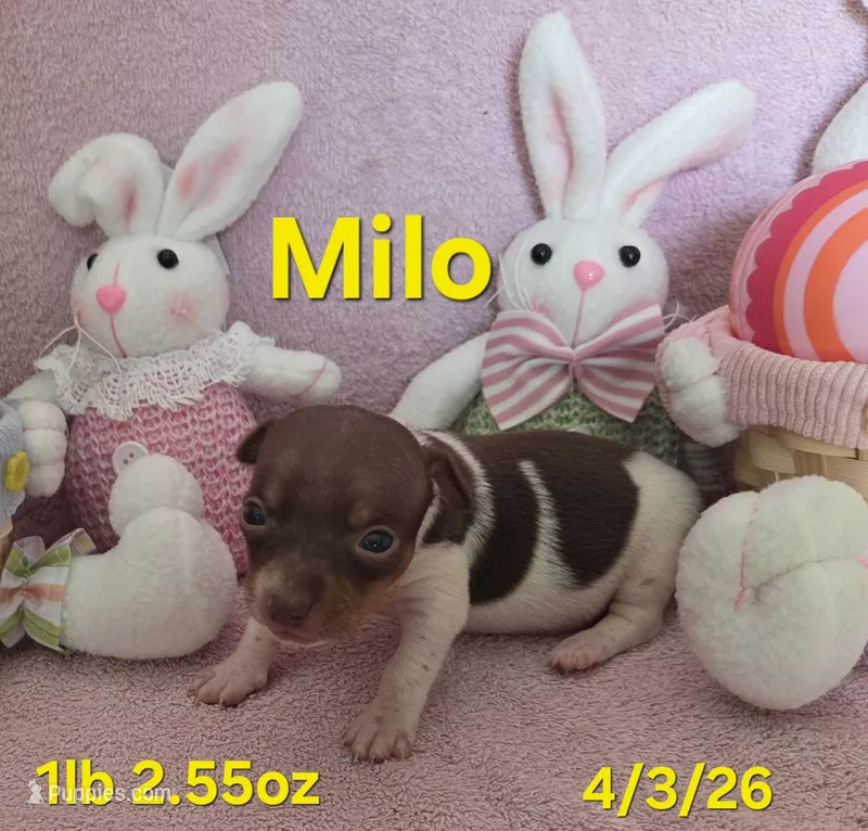 Milo – Teddy Roosevelt Terrier puppy for sale in Wetumpka, AL