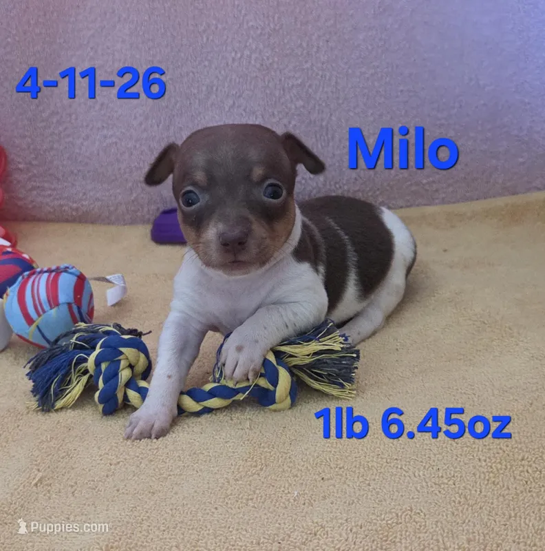 Milo – Teddy Roosevelt Terrier puppy for sale in Wetumpka, AL