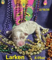 Larken , a male Teddy Roosevelt Terrier for sale in Wetumpka, AL – Photo 2 of 4