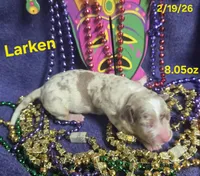 Larken , a male Teddy Roosevelt Terrier for sale in Wetumpka, AL – Photo 3 of 4