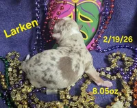 Larken , a male Teddy Roosevelt Terrier for sale in Wetumpka, AL – Photo 4 of 4