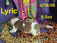 Lyric , a male Teddy Roosevelt Terrier for sale in Wetumpka, AL – Photo 4 of 4