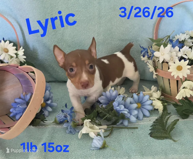 Lyric  – Teddy Roosevelt Terrier puppy for sale in Wetumpka, AL