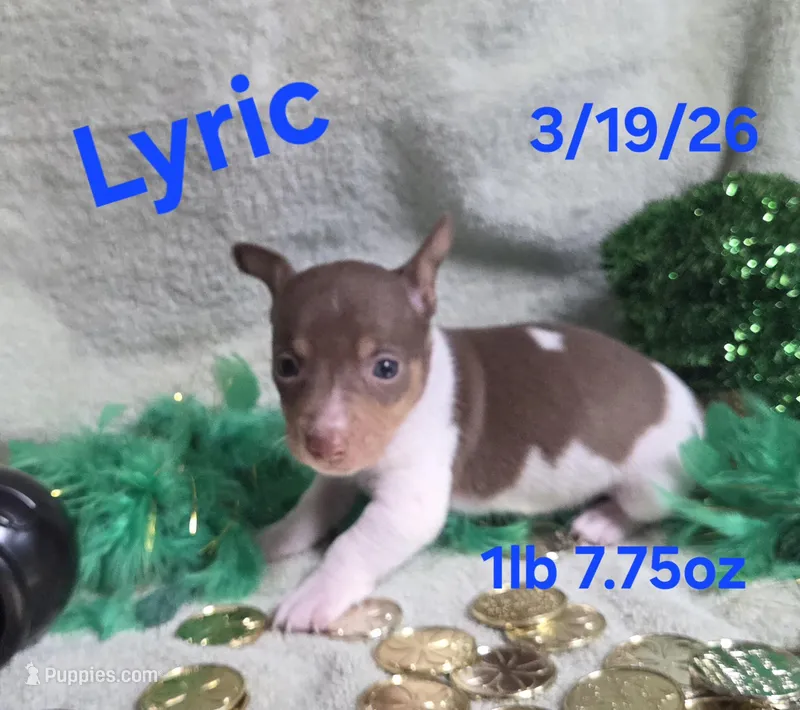 Lyric  – Teddy Roosevelt Terrier puppy for sale in Wetumpka, AL