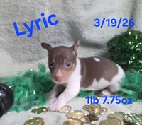 Lyric , a male Teddy Roosevelt Terrier for sale in Wetumpka, AL – Photo 3 of 5