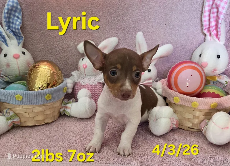 Lyric  – Teddy Roosevelt Terrier puppy for sale in Wetumpka, AL