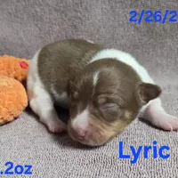 Lyric , a male Teddy Roosevelt Terrier for sale in Wetumpka, AL – Photo 5 of 5