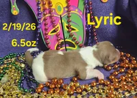 Lyric , a male Teddy Roosevelt Terrier for sale in Wetumpka, AL – Photo 2 of 4