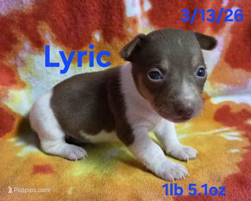 Lyric  – Teddy Roosevelt Terrier puppy for sale in Wetumpka, AL